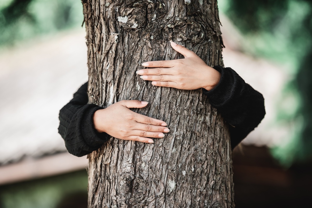 Balade guidée « Auprès de mon arbre »