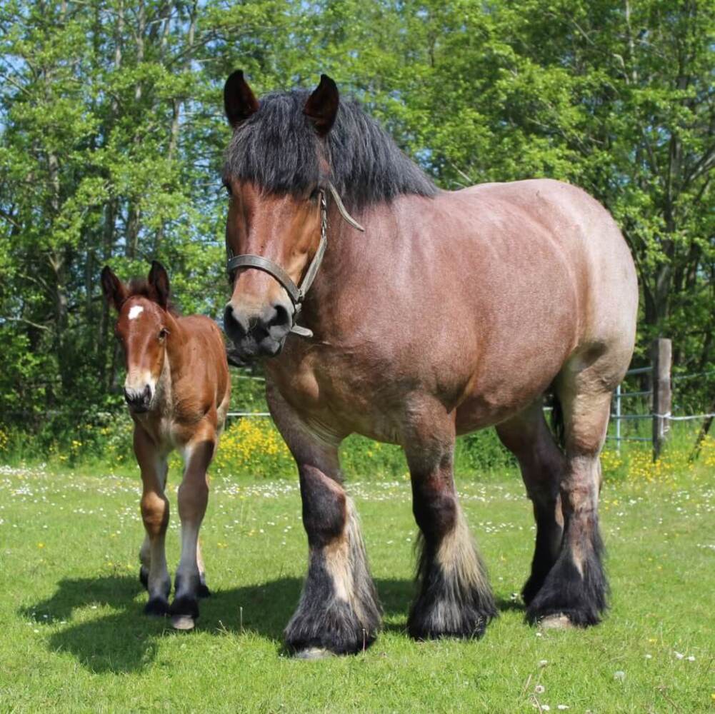 Démonstration de débardage à cheval