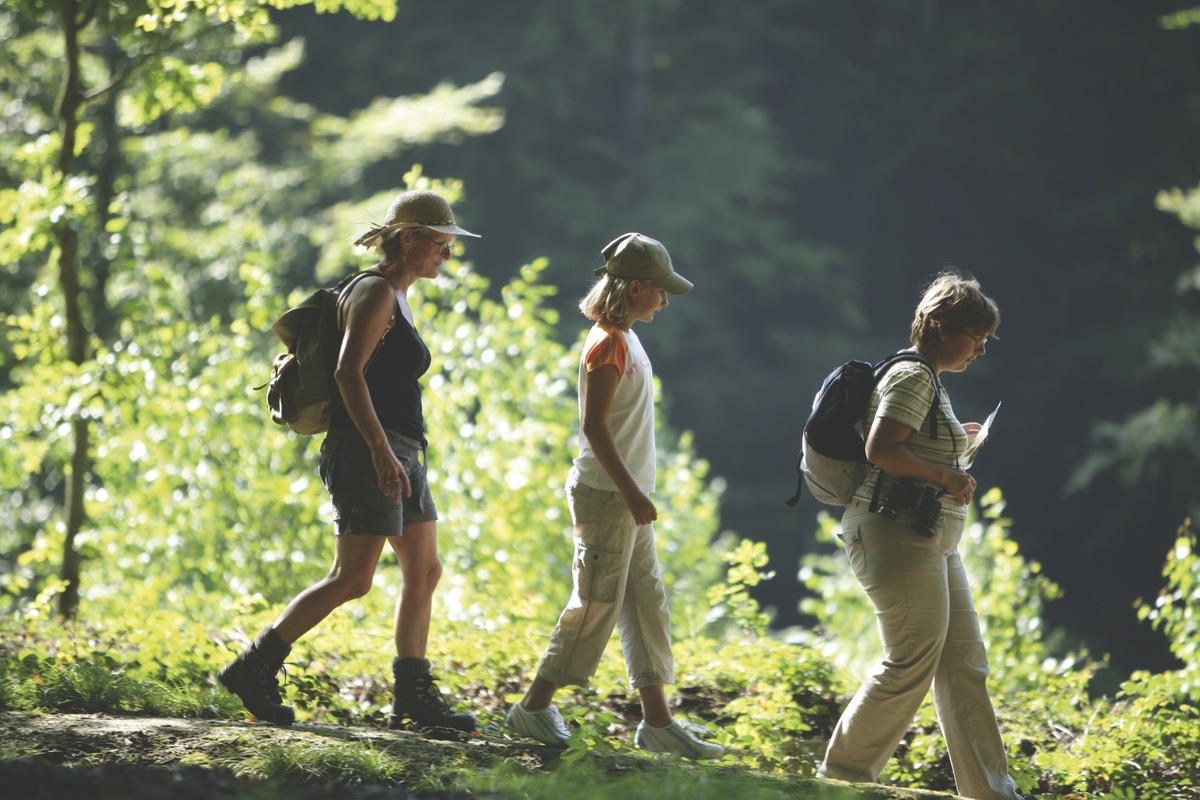 Visite guidée en forêt