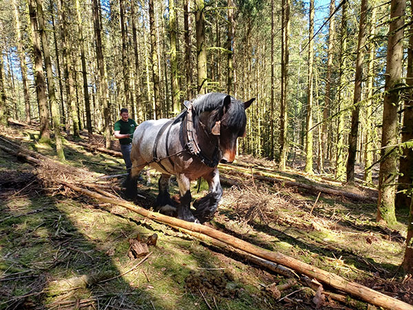 Venez assister à une démonstration de débardage à cheval ! 