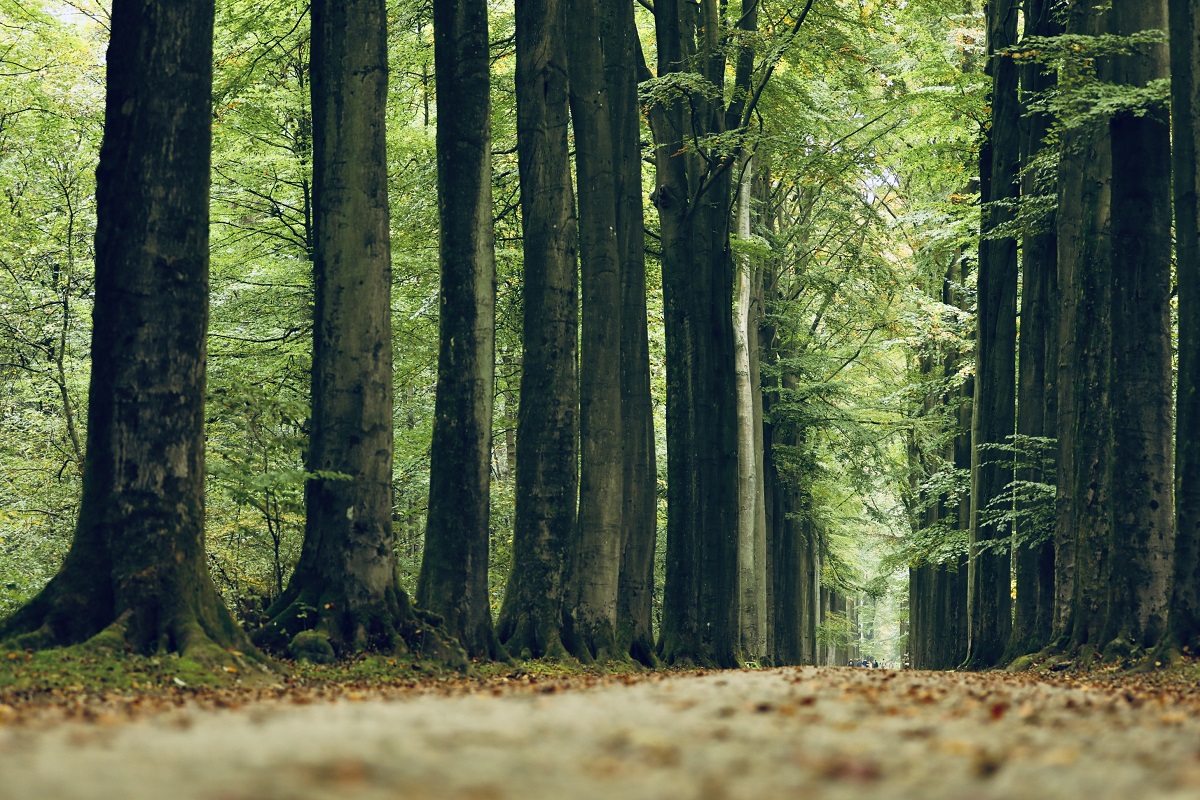 La Forêt de Soignes : Une porte sur la forêt wallonne